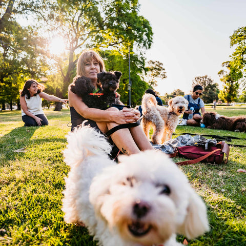 dog parks