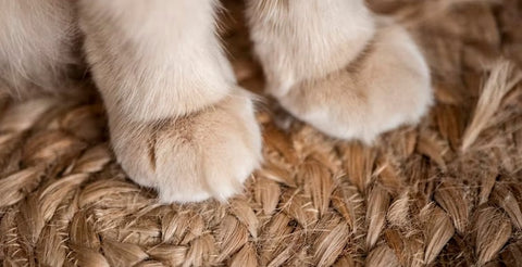 dog paw