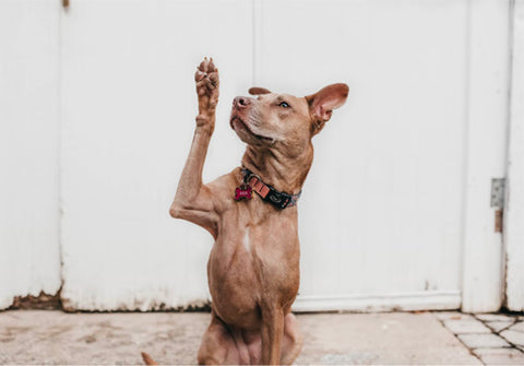 dog paws, healthy dog paws, dog paws cracks, dog paws infections