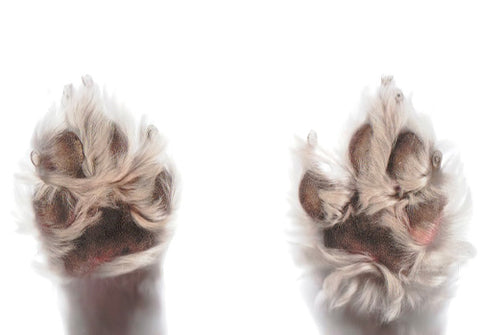 dog paws, healthy dog paws, dog paws cracks, dog paws infections