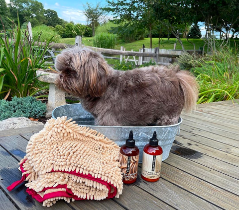 curly haired dog taking shower with dog shampoo & conditioner