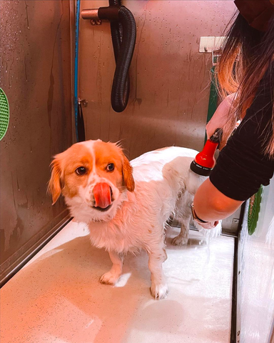 dog shampoo used by groomers, the best smelling dog shampoo