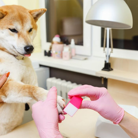 dog nail polish remover