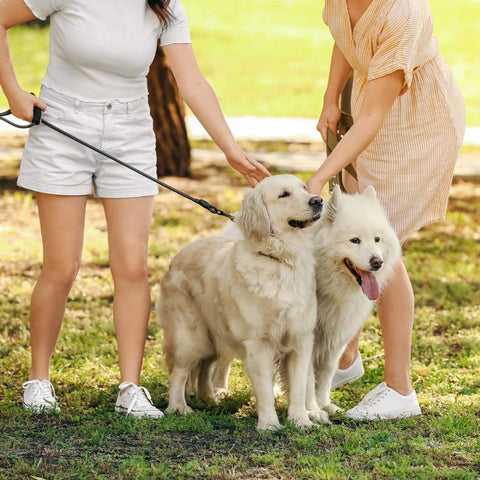 dog park