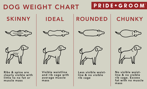 dog obesity chart, dog thin chart, healthy dog weight cart, dog weight chart