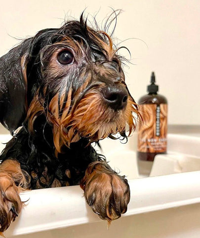 dog with pride and groom shampoo, groom your dog before visiting someone