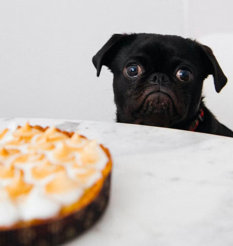 CANDY NAMES FOR DOGS, dog with tart