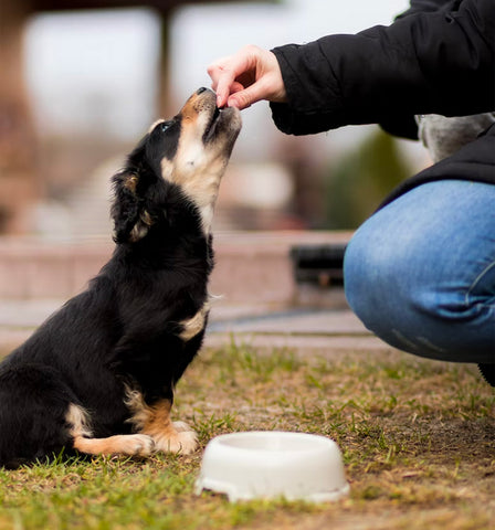 dog eating treats, dog eating supplements