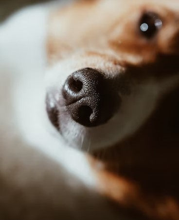 dog nose, dog balm for nose, how to apply dog balm on nose, what to do with cracked dog's nose