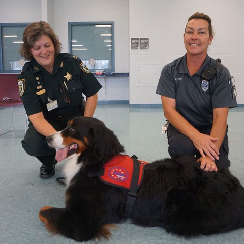 dogs for military veterans, how dogs are helpful for military veterans