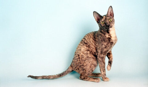 Cornish rex cats, curly cats, curly cat breeds