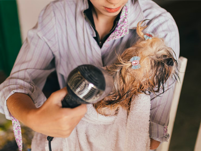 Pet owner drying her pet fur