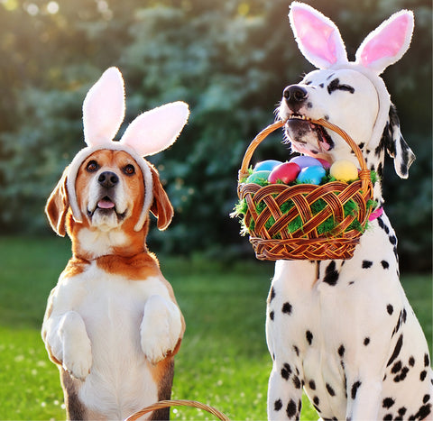 safe easter egg hunt with dogs, dogs and easter eggs