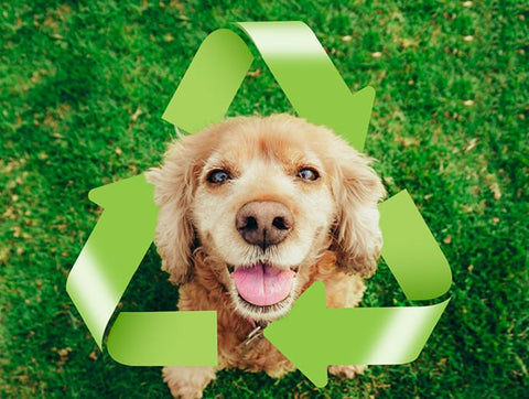 eco-friendly pet brands