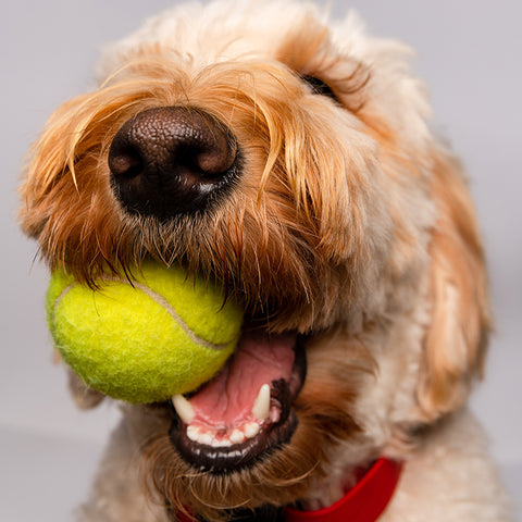 cute puppy playing with the tennis ball