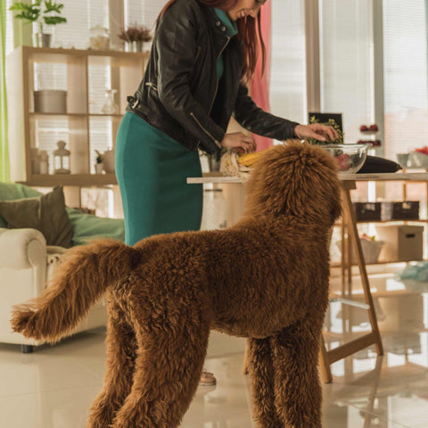 grooming routine for your dog