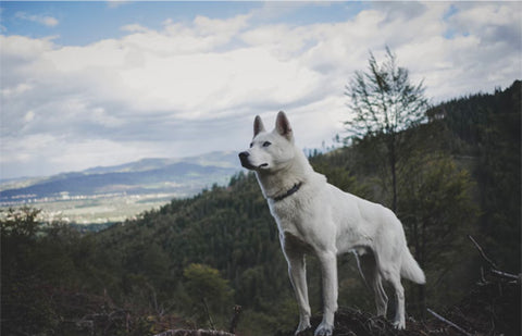 grooming white dogs, light colored god grooming at home, white husky