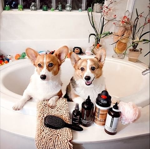 two dogs sitting in bath tub with dog grooming products