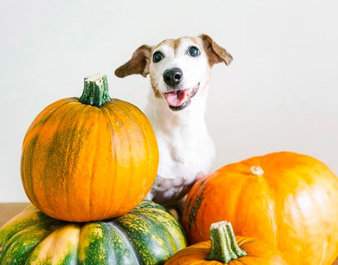 dog eating pumpkin