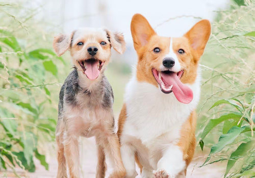 Two dogs with lips outside mouth