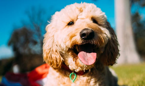 happy doodle, how to adopt rescue or buy doodle