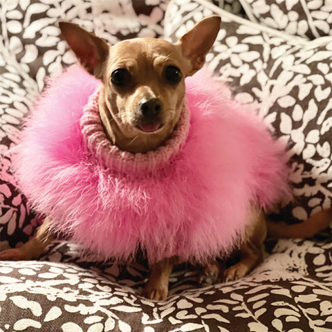 Chihuahua on sofa, MaxBone sweater, dogs on furniture