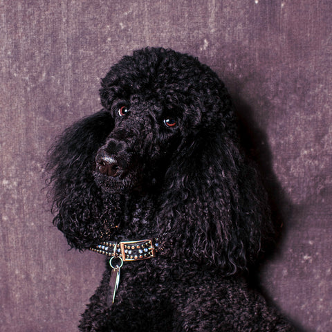 poodle, hypoallergenic dog
