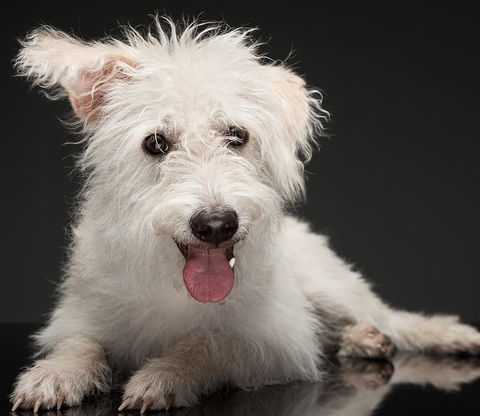 how to take care of white dogs, white dogs care, best shampoo for white dogs