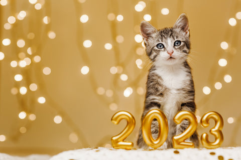 kitty and 2023, new year kitty