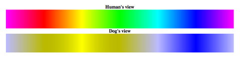 color blind in dogs, how dogs see color