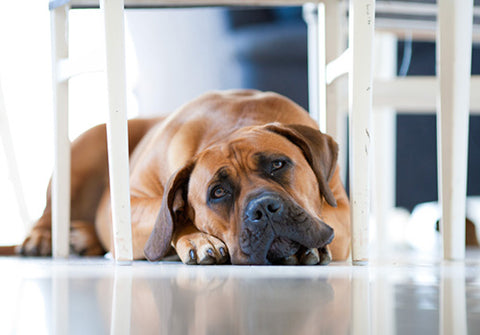 Problems Confused as Dog Hemorrhoids