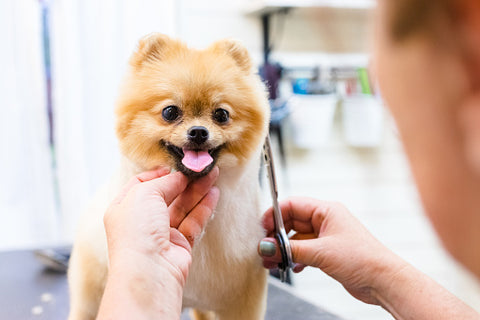 Puppy Cut, pomeranian puppy cut