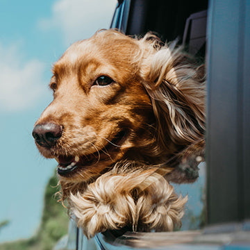 cocker spaniel health issues, cocker spaniel health concerns, cocker spaniel life span, cocker spaniel ear issues