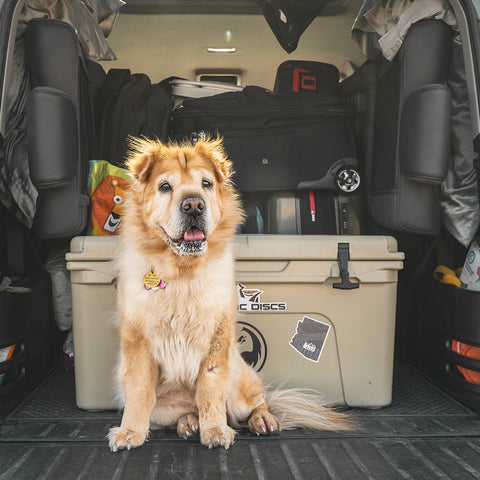dog travel, dog essentials, dog ready for travel, travel essentials for dog, where to travel with your dog