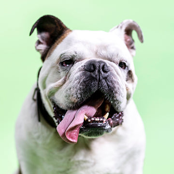 bulldogs breathing problems, bulldogs health issues, bulldogs health problems, bulldog lifespan