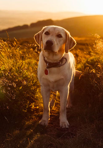 labrador grooming guide, how to groom labrador, best shampoo for labradors, pride and groom