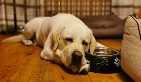 Lion pose dog position