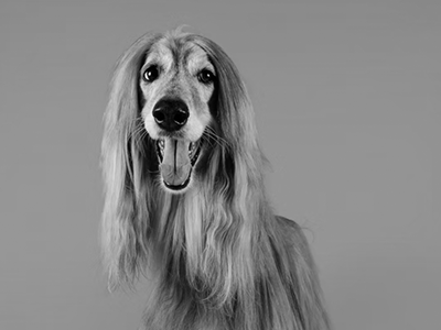 luxurious dog hair, dog brushing, how to brush a dog