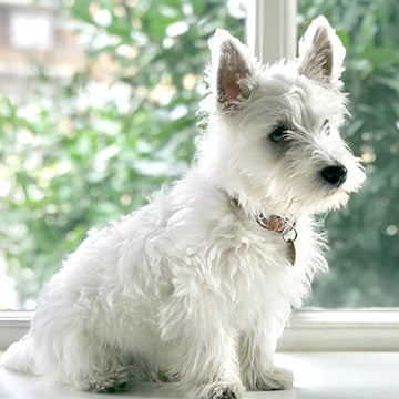 matese dog tremors, Maltese health concerns, maltese age span, maltese health risks, westie dog tremors, westie health concerns, westie age span, westie health risks
