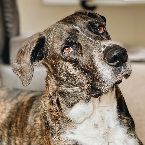 dog tilting head, why do dogs tilt head