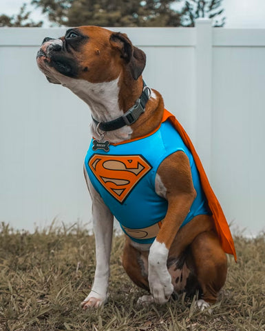 Superhero Dogs