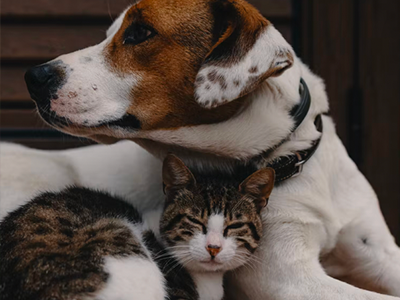 pet wipes, dog wipes, cat wipes, pet wet wipes