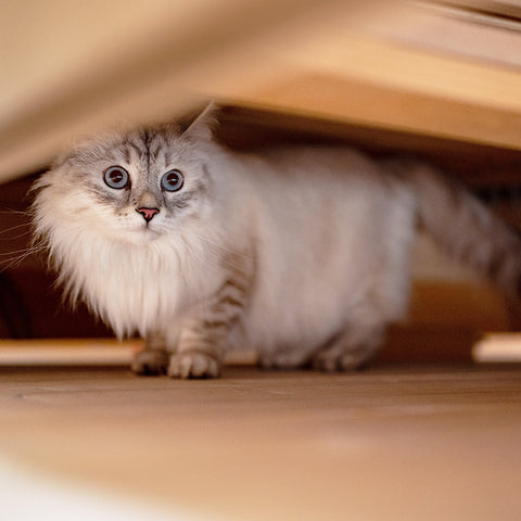 scared cat, cat hiding under bed, pets and fireworks, pets and thunderstorm, dogs and july 4th. dogs and fireworks