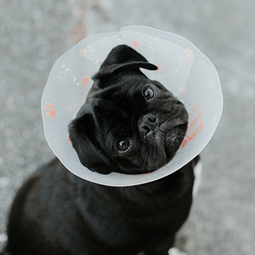 pug at vet, dog at vet, sick dog, healthcare for dogs, insurance for dogs,