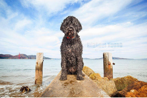 professional dog photo