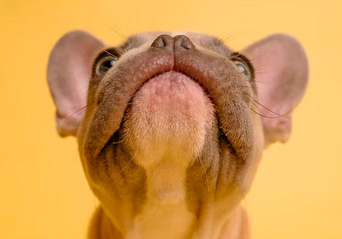 runny dogs nose, dog's allergies, dog's cold