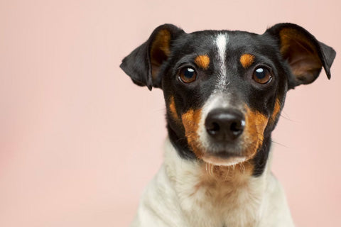 black and white short coated dog