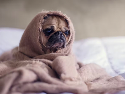 sad pug, pug in the blanket