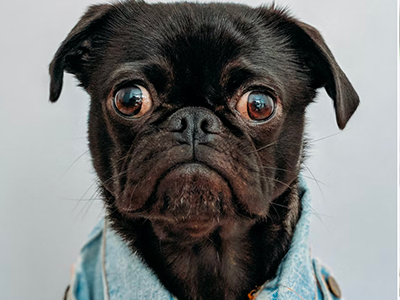 dog brushing, scared dog, how to choose dog brush, best dog brush