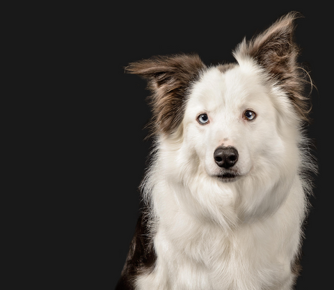 semi-white dog, white dog with brown ears, grooming white dog